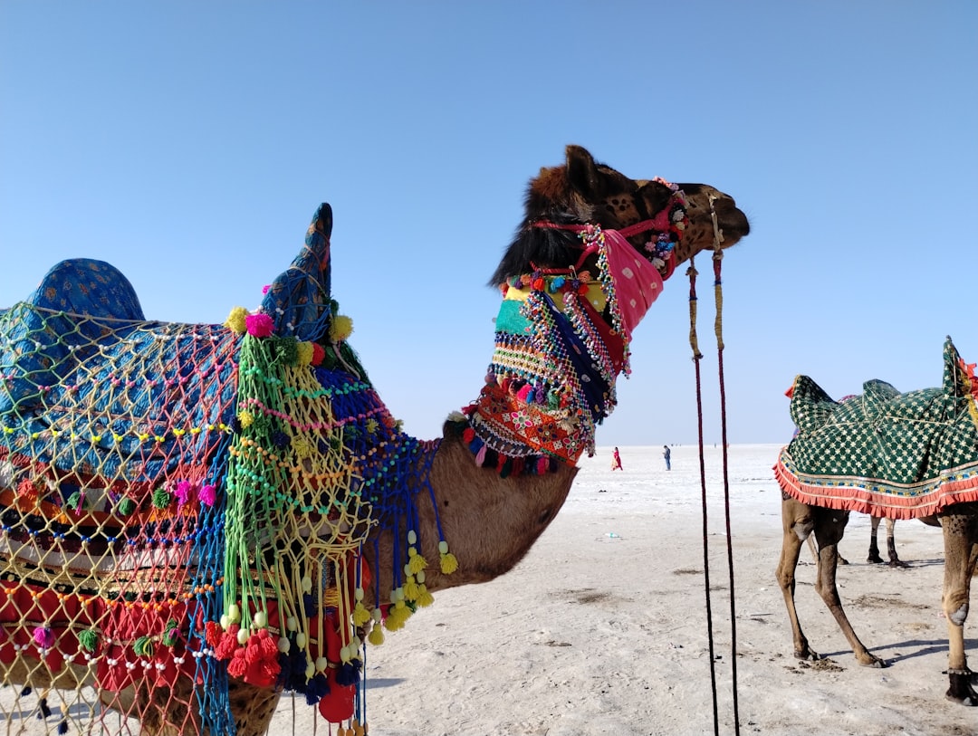 White Rann of Kutch, Gujarat